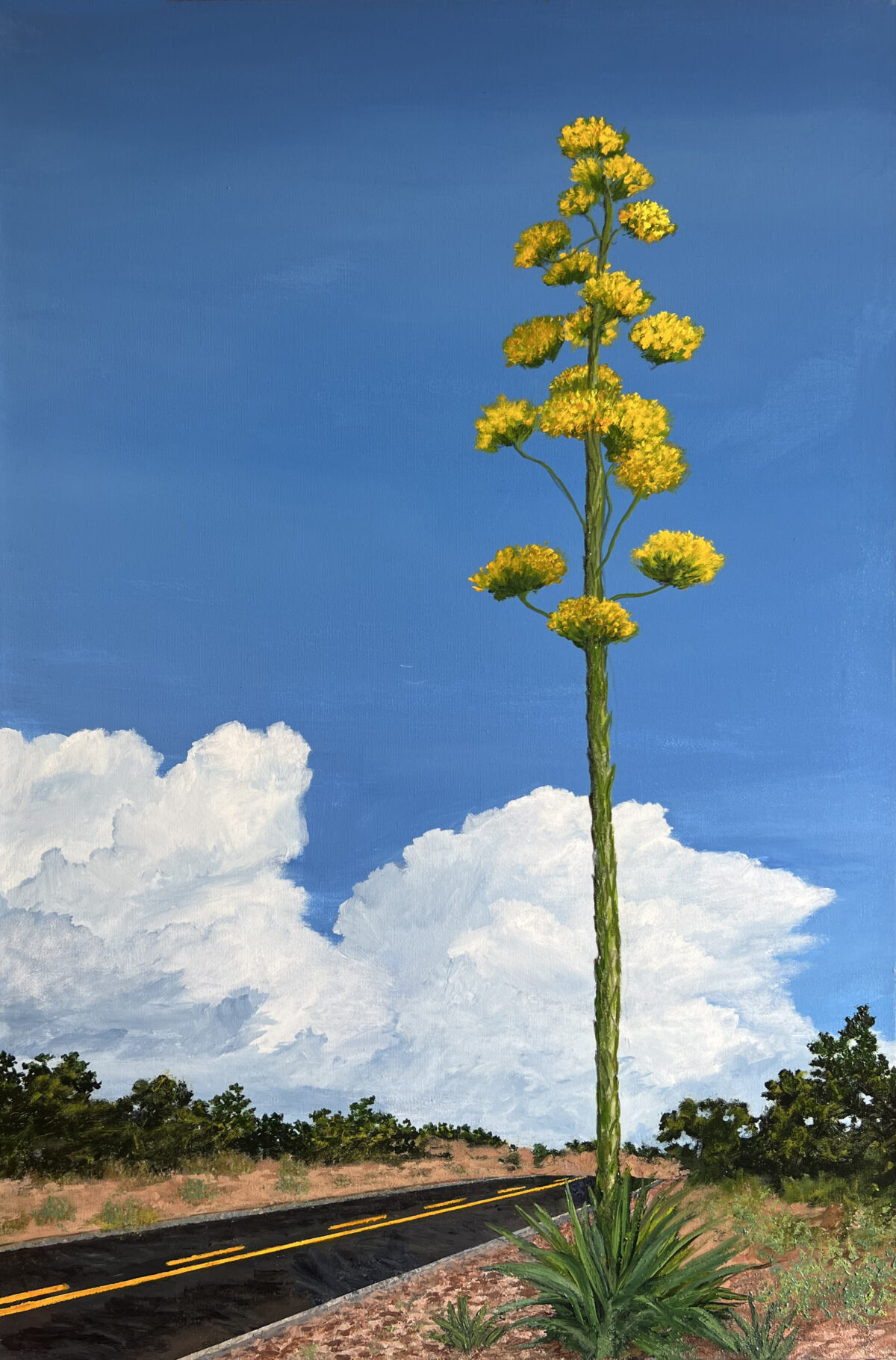 2019-43 Blooming Agave